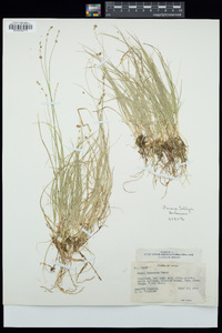 Carex disperma image