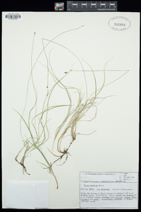 Carex disperma image