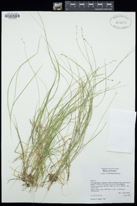 Carex disperma image