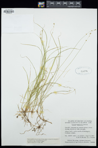 Carex disperma image