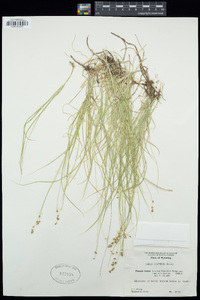 Carex disperma image