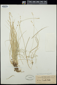 Carex disperma image