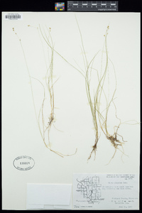 Carex disperma image