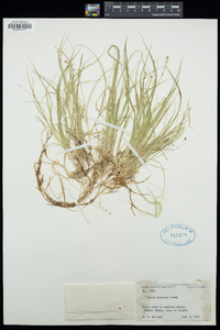 Carex disperma image