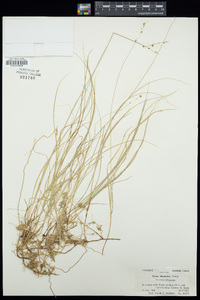 Carex disperma image