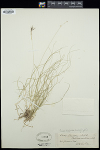 Carex disperma image