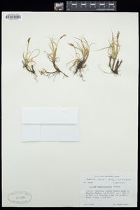 Carex drummondiana image