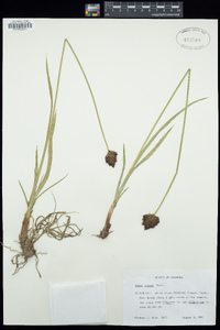 Carex ebenea image