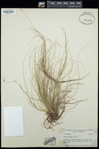 Carex eburnea image