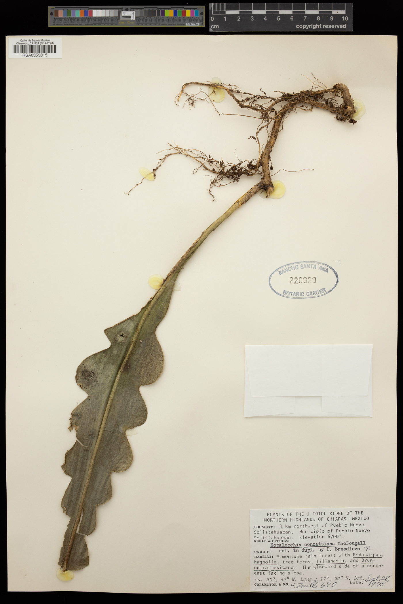Disocactus ackermannii subsp. conzattianus image
