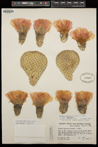 Opuntia basilaris var. basilaris image