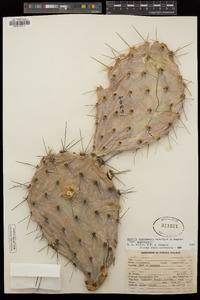 Opuntia engelmannii image