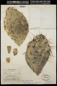 Opuntia x occidentalis image