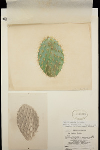 Opuntia oricola image