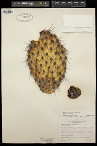 Opuntia oricola image