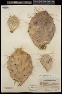 Opuntia phaeacantha image