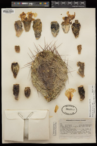 Opuntia phaeacantha image