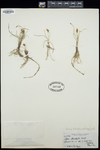 Carex duriuscula image