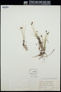 Carex duriuscula image