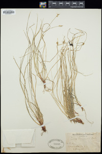 Carex emmonsii image