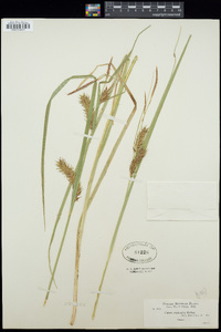 Carex exsiccata image