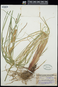 Carex exsiccata image