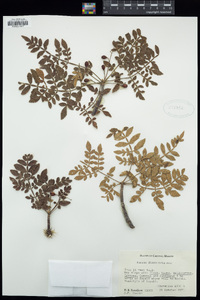 Bursera diversifolia image