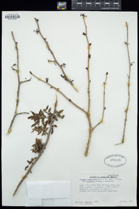 Bursera fagaroides var. elongata image