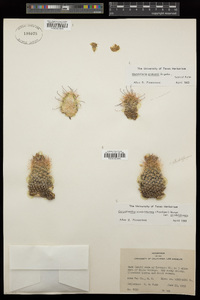 Escobaria chihuahuensis subsp. chihuahuensis image