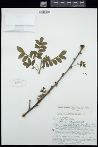 Bursera ariensis image