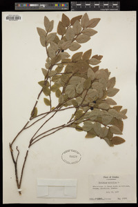 Vaccinium myrtillus image