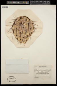 Opuntia engelmannii var. cuija image