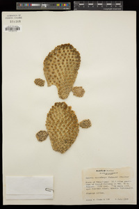 Opuntia microdasys image