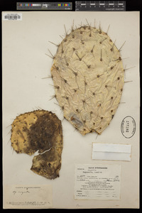 Opuntia hyptiacantha image