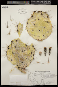 Opuntia engelmannii var. engelmannii image