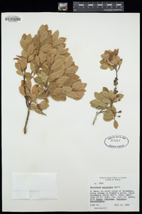 Vaccinium calycinum image