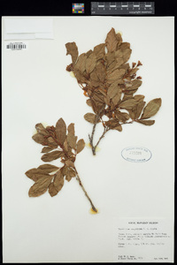 Vaccinium calycinum image