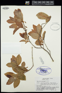 Vaccinium calycinum image