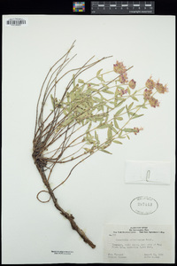 Monardella odoratissima image