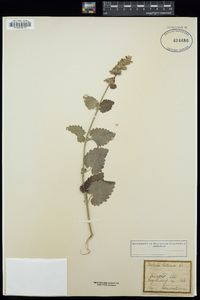 Nepeta cataria image