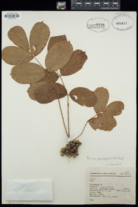 Bursera grandifolia image