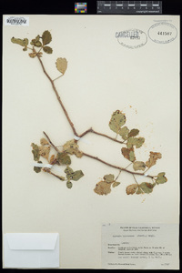 Bursera hindsiana image