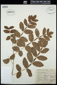 Bursera jorullensis image