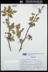 Bursera hindsiana image