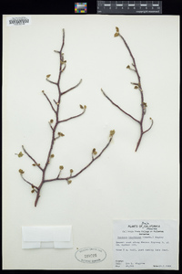 Bursera hindsiana image