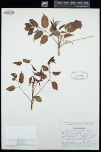 Bursera longipes image