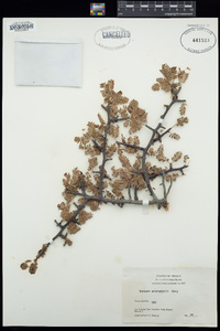 Bursera microphylla image