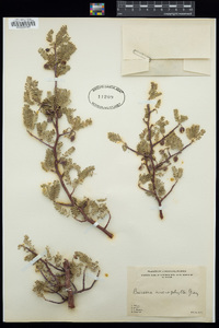 Bursera microphylla image