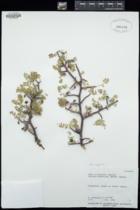 Bursera microphylla image