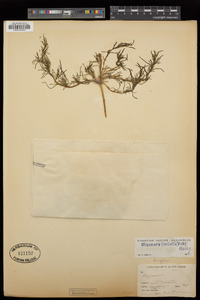 Oligomeris linifolia image